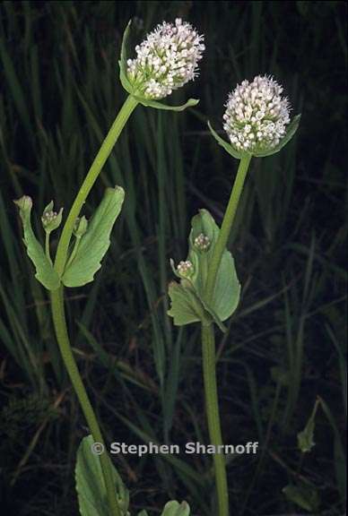 plectritis macrocera 2 graphic